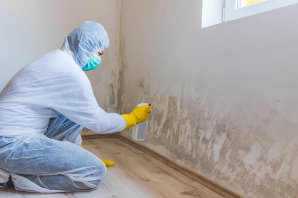 Licensed Basement Mold Remediation service in Oakdale, PA - WQB Mold Removal
