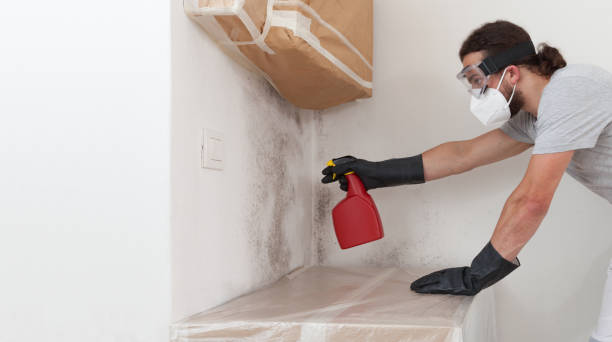 Professional Basement Mold Remediation technician working in Oakdale, PA